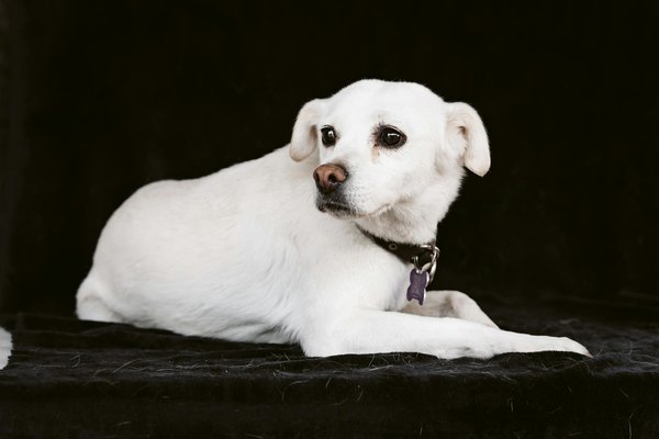 Can plant-based diets meet the nutritional needs of domestic rabbits?