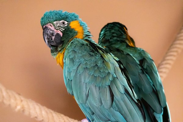 How do you approach behavior modification in cats with nocturnal activity patterns to align with your schedule?