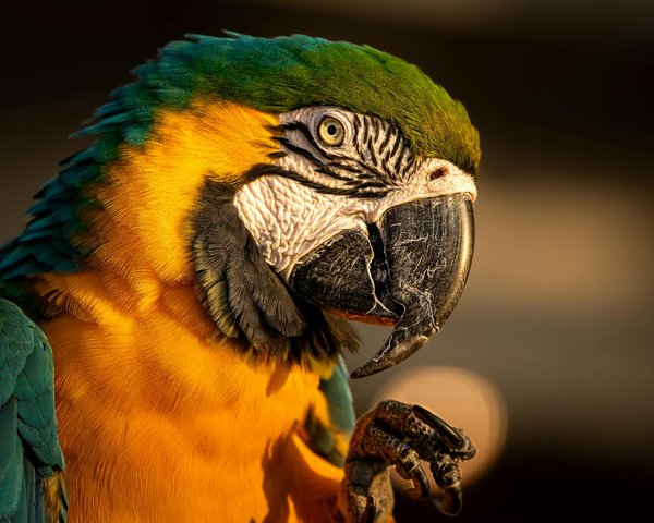 What are the critical symptoms of parvovirus in a Doberman Pinscher and how to act quickly?