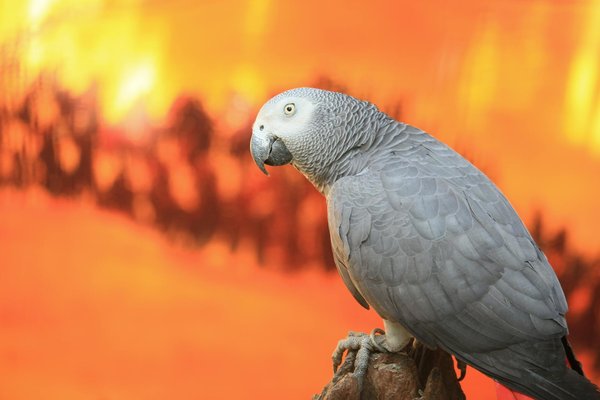 How do you assess the fitness level of a Belgian Malinois for police work?